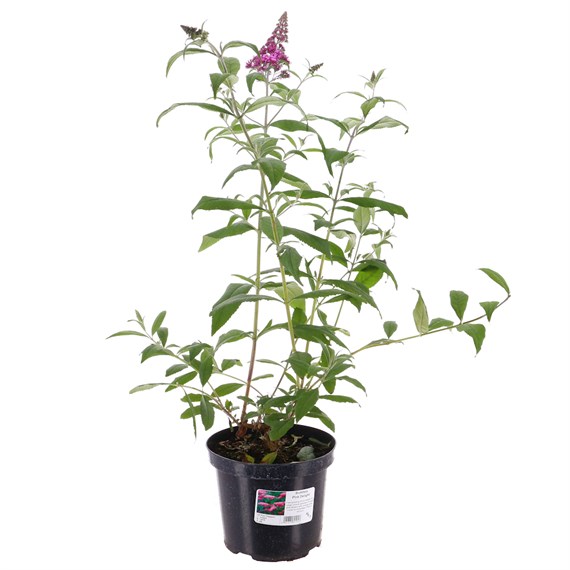 Buddleja dav. 'Pink Delight' - 4L Pot