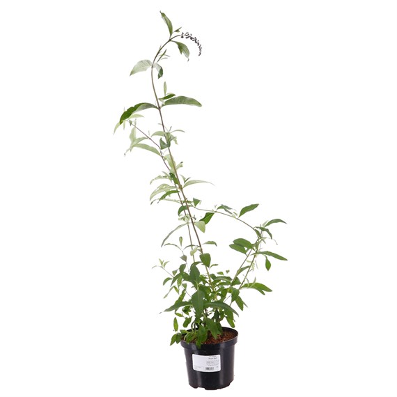 Buddleja dav. 'Royal Red' - 4L Pot