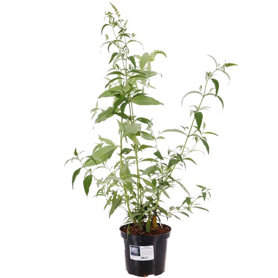 Buddleja dav. 'White Profusion' - 4L Pot