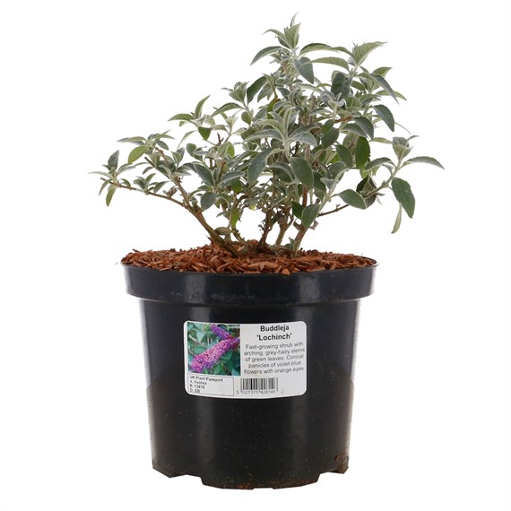 Buddleja Lochinch - 4L Pot