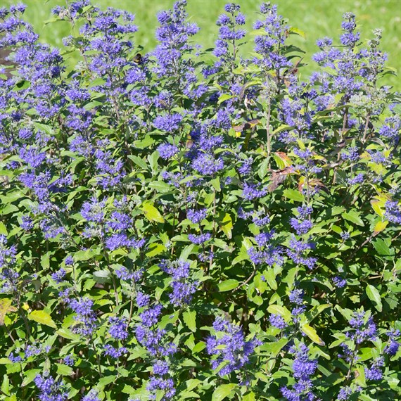 Caryopteris clandonensis 'Blue Balloon' - 4L Pot