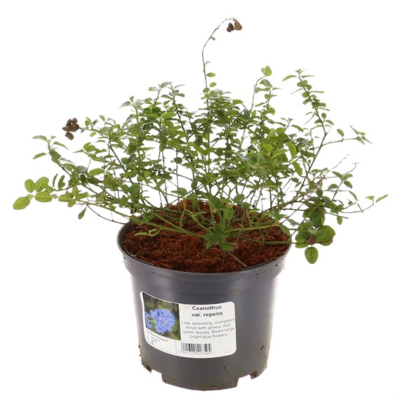 Ceanothus thy. Repens - 2L Pot