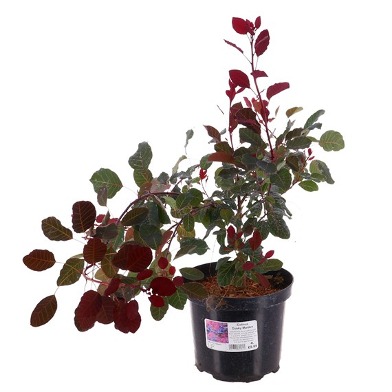 Cotinus coggygria 'Dusky Maiden' - 4L Pot