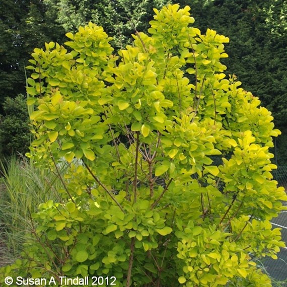 Cotinus Coggygria Golden Spirit - 4L Pot