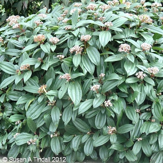 Viburnum Davidii - 10L Pot