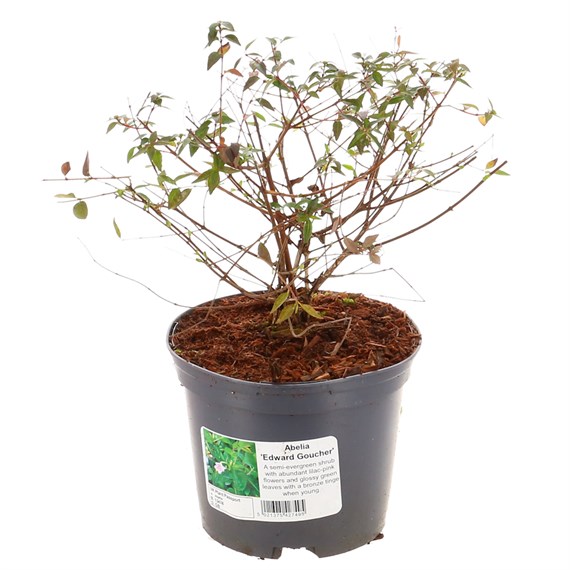 Abelia 'Edward Goucher' - 2L Pot