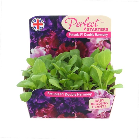 Petunia F1 Hybrids Double Mixed 20 Baby Bedding Cell Plug Plants