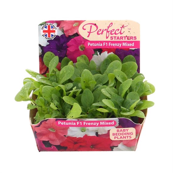 Petunia F1 Hybrids Mixed 20 Baby Bedding Cell Plug Plants