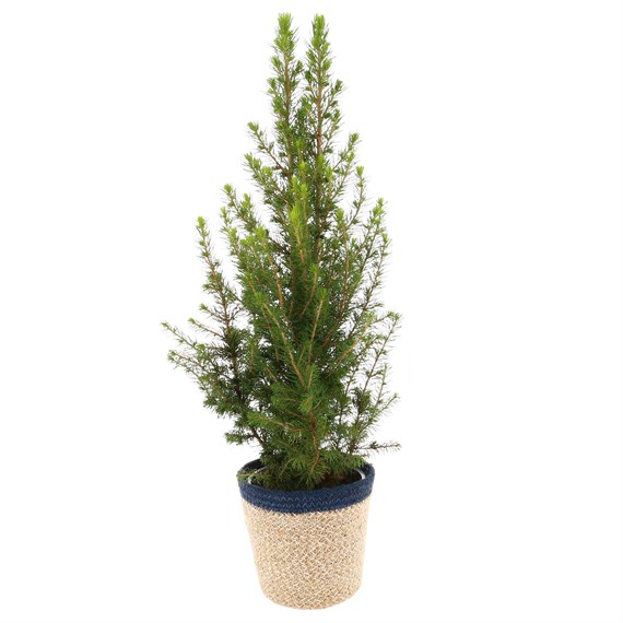 Picea Glauca 'Conica' in 13cm Blue Basket