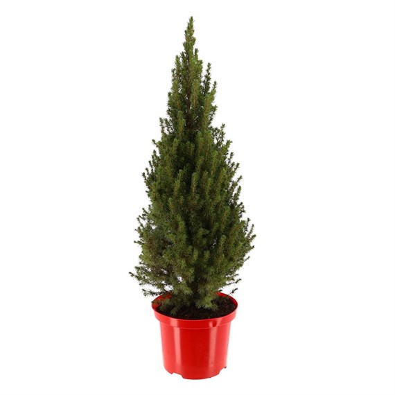 Picea Glauca 'Perfecta' – White Spruce – Real Pot Grown Christmas Tree