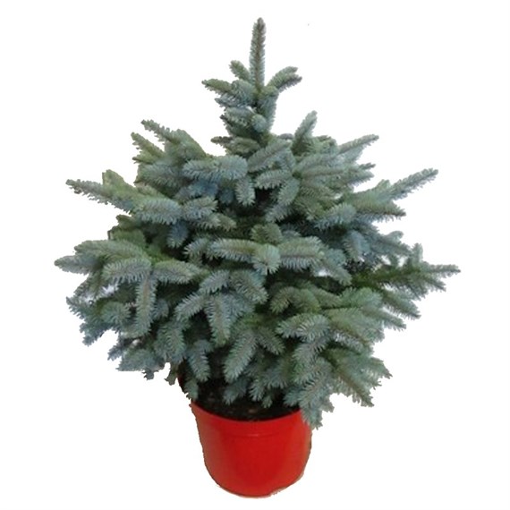 Picea Super Blue 1.5-2ft (60-80cm) Real Pot Grown Christmas Tree