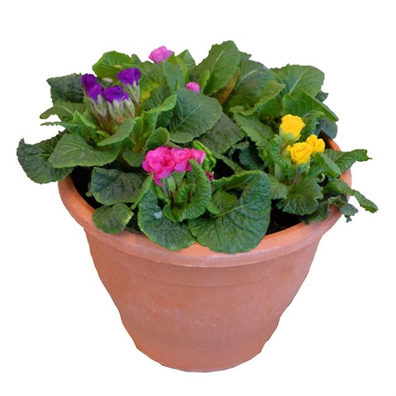 Planted Mixed Primrose Bedding Arrangement 6.5L Pot