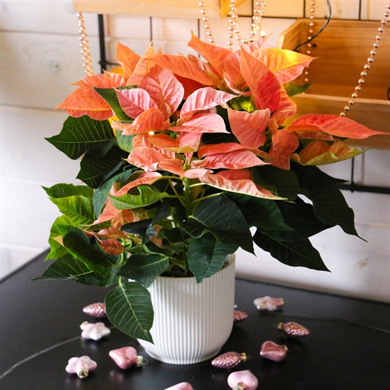 Poinsettia Christmas Houseplant Salmon Pink 13cm - With Decorative Pot