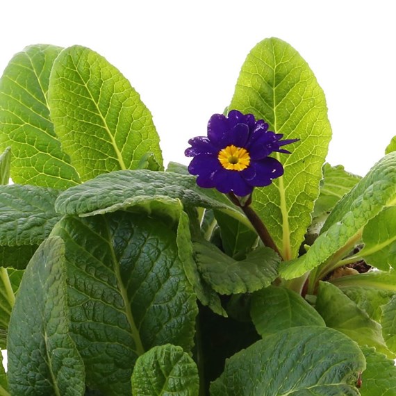 Polyanthus F1 Crescendo Blue 6 Pack Boxed Bedding