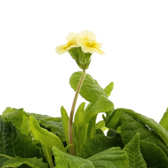 Polyanthus F1 Crescendo Mixed 6 Pack Boxed Bedding