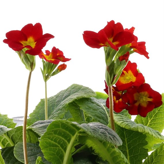 Polyanthus F1 Crescendo Red 6 Pack Boxed Bedding