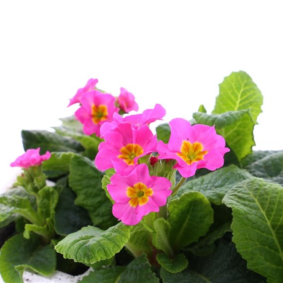 Polyanthus F1 Crescendo Rose 6 Pack Boxed Bedding