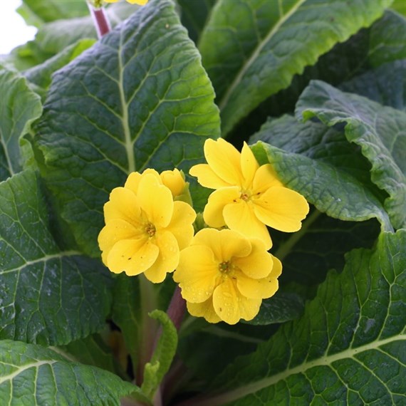 Polyanthus F1 Crescendo Yellow 6 Pack Boxed Bedding