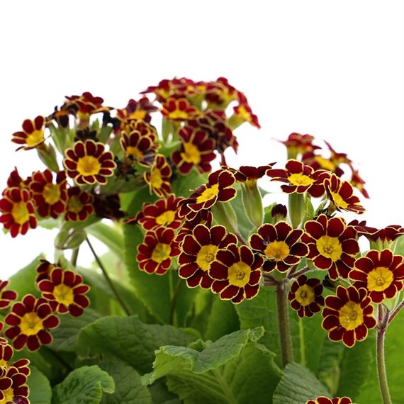 Polyanthus Victoriana Gold Lace Super 6 Pack Boxed Bedding