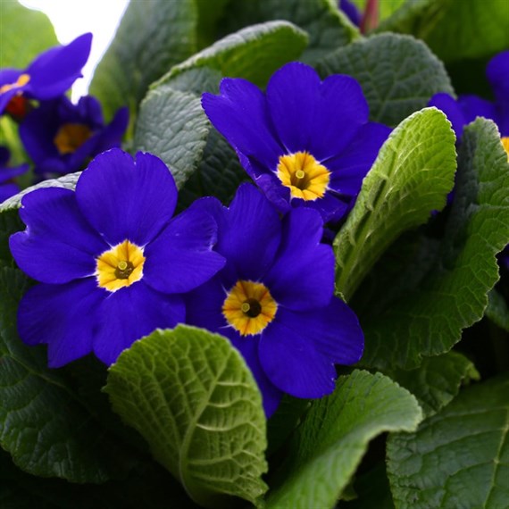 Primrose F1 Blue 6 Pack Boxed Bedding