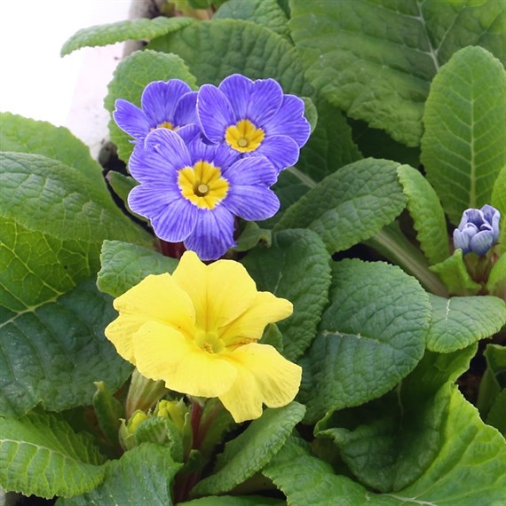 Primrose F1 Spring Sunshine 6 Pack Boxed Bedding