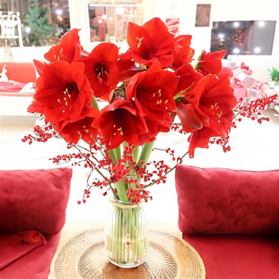 Red Amaryllis Letter Box Flowers