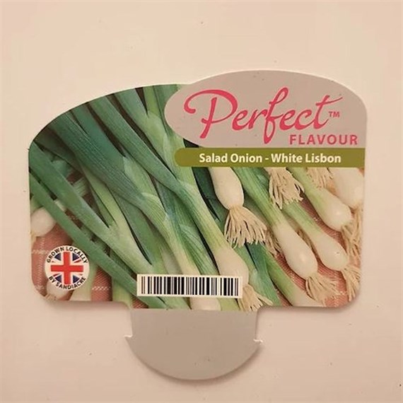 Salad Onion White Lisbon 12 Pack Boxed Vegetables