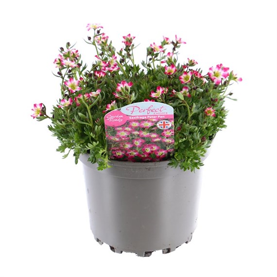 Saxifrage Peter Pan 2L Pot Bedding