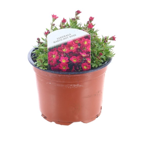 Saxifrage Marto Rose 10.5cm Pot Bedding