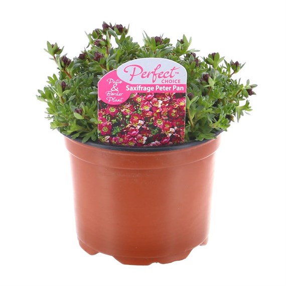 Saxifrage Peter Pan 10.5cm Pot Bedding