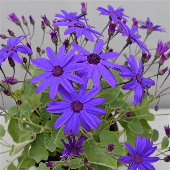 Senetti Violet 6.5L Pot Bedding