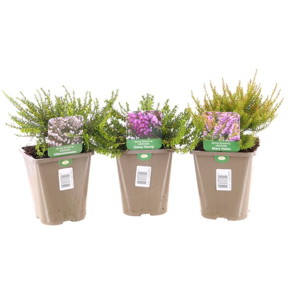 Spring Flowering Heather Set - 3 x 1L Pots