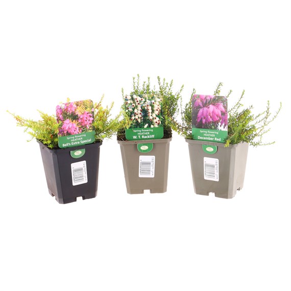 Spring Flowering Heather Set - 3 x 9cm Pots