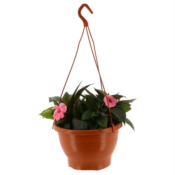 Sunpatiens Assorted Mixed Bedding Hanging Basket