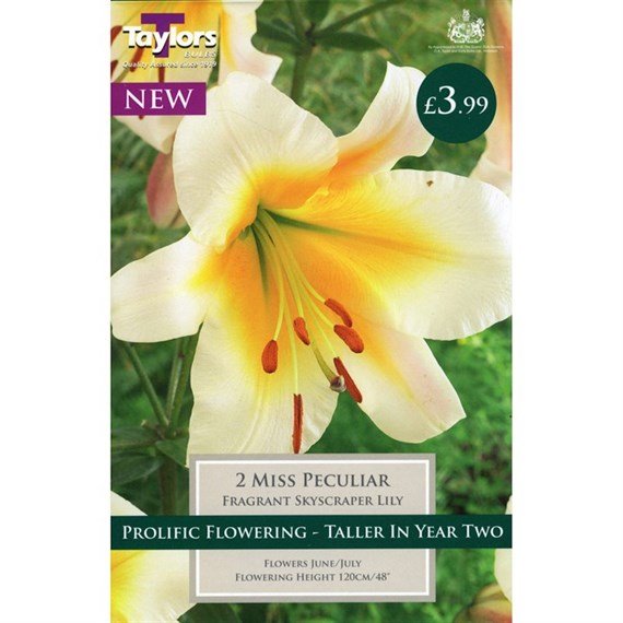 Taylors Bulbs Lily Miss Peculiar (2 Pack) (TS514)