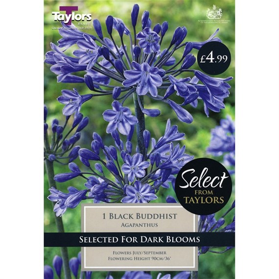 Taylors Bulbs Agapanthus Black Buddhist (Single Pack) (SSE160)