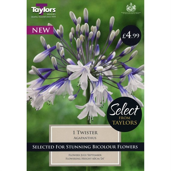 Taylors Bulbs Agapanthus Twister (Single Pack) (SSE164)