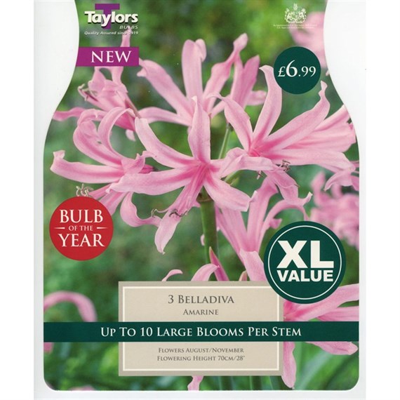 Taylors Bulbs Amarine Belladiva (3 Pack) (XL567)