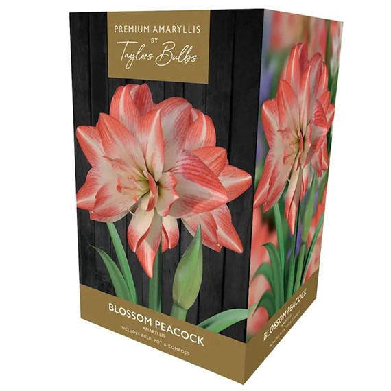 Taylors Bulbs Amaryllis Blossom Growing Kit (AP93B)