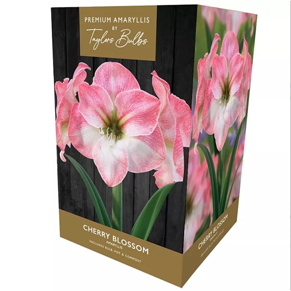 Taylors Bulbs Amaryllis Cherry Blossom Growing Kit (AP76L)