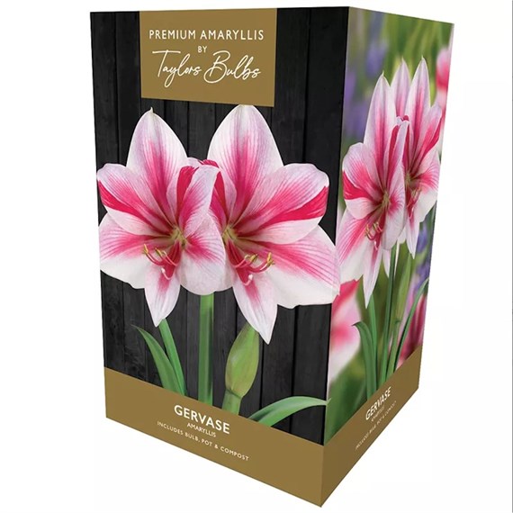 Taylors Bulbs Amaryllis Gervase Growing Kit (AP75L)