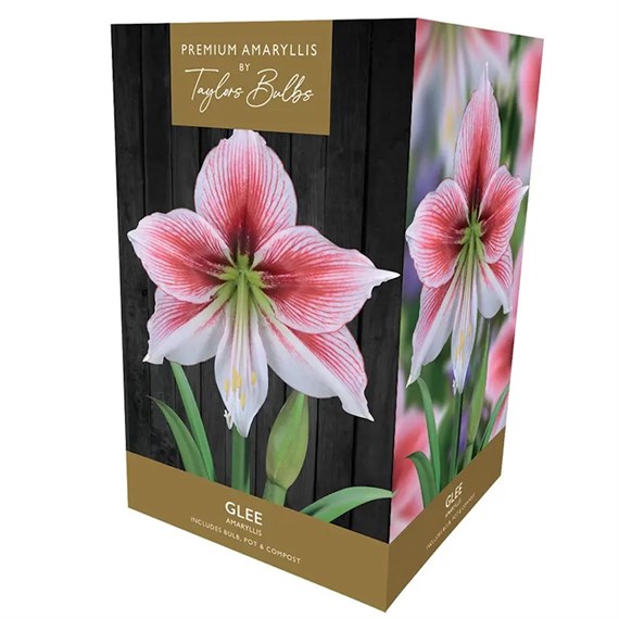 Taylors Bulbs Amaryllis Glee Growing Kit (AP98B)