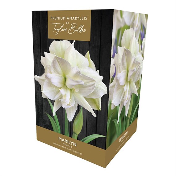 Taylors Bulbs Amaryllis Marilyn Growing Kit (AP93H)