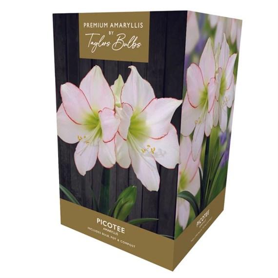 Taylors Bulbs Amaryllis Picotee Growing Kit (AP75C)