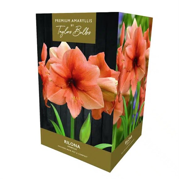 Taylors Bulbs Amaryllis Rilona Growing Kit (AP76K)