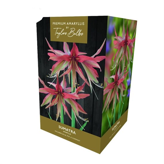 Taylors Bulbs Amaryllis Sumatra Growing Kit (AP98D)