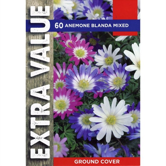 Taylors Bulbs Anemone Blanda Mixed - Pack of 60 - Extra Value Range (EV131)