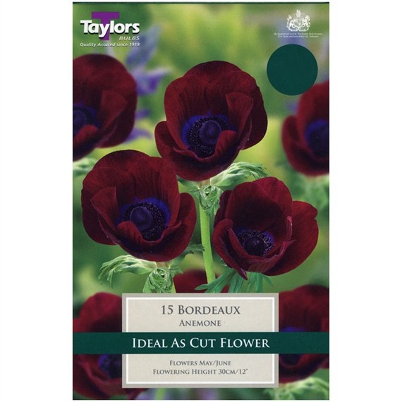 Taylors Bulbs Anenome Bordeaux - Pack of 6 (TP719)