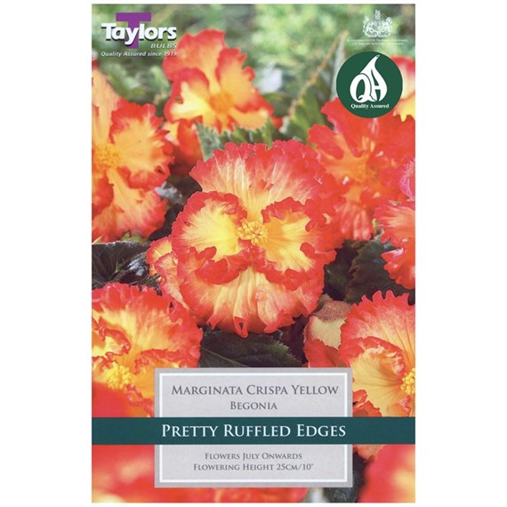 Taylors Bulbs Begonia Marginata Crispa Yellow (3 Pack) (TS253)