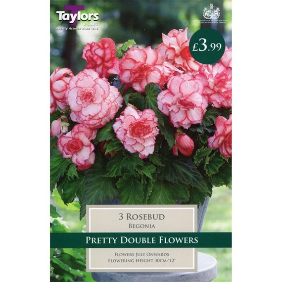 Taylors Bulbs Begonia Rosebud Exotic (3 Pack) (TS250)